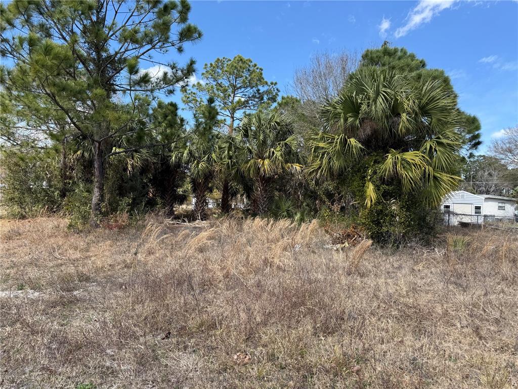 A vacant, grassy lot features several tall pine and palm trees under a blue sky — 1069 MASSEY ROAD, NEW SMYRNA BEACH, FL