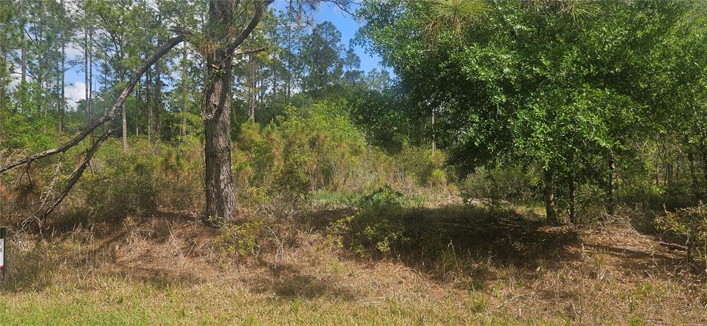 A wooded lot with tall pine trees and dense undergrowth under a blue sky — 408 PANDORA DRIVE, INDIAN LAKE ESTATES, FL