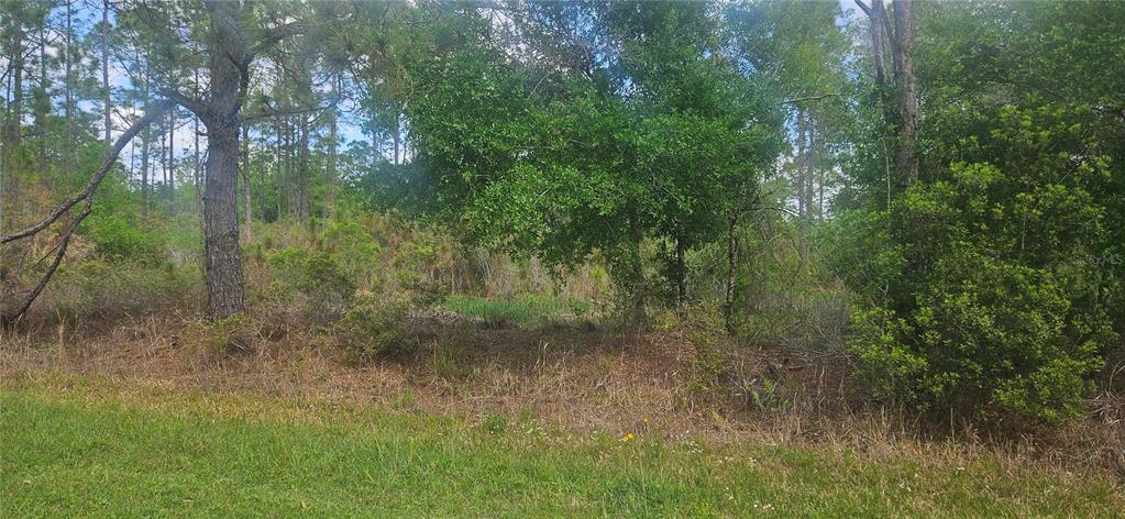 A view of a wooded lot with tall pine trees and dense underbrush — 408 PANDORA DRIVE, INDIAN LAKE ESTATES, FL