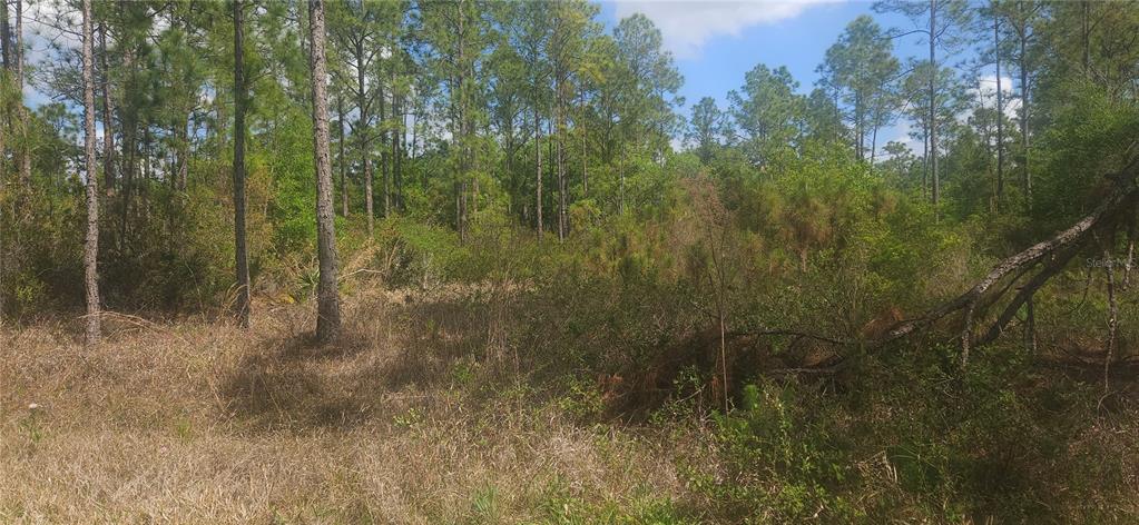 A wooded lot with tall pine trees and dense undergrowth under a blue sky — 408 PANDORA DRIVE, INDIAN LAKE ESTATES, FL