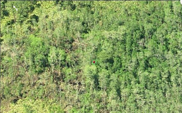 An aerial view of a dense, wooded forest area marked with a red location pin — DILL ROAD, ORLANDO, FL