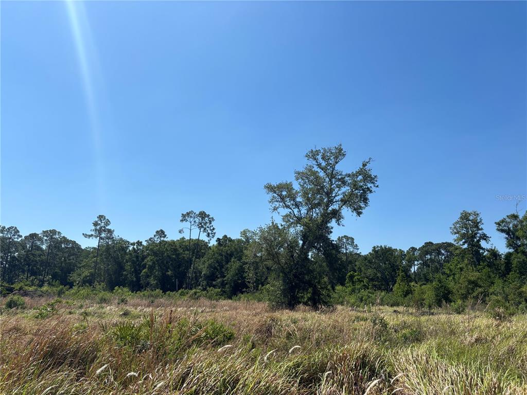 A grassy, open field sits in front of a dense line of trees under a clear sky — AVONWOOD, TAMPA, FL