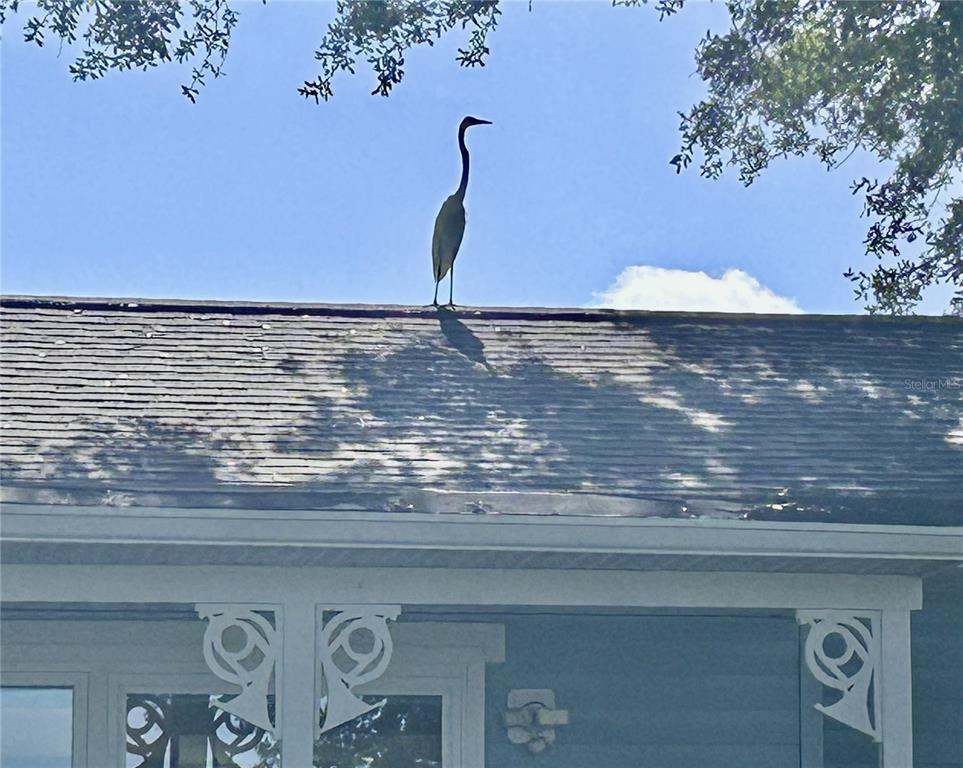 A tall white heron stands on the shingled roof of a house — 110 SUNSET DRIVE S, ST PETERSBURG, FL