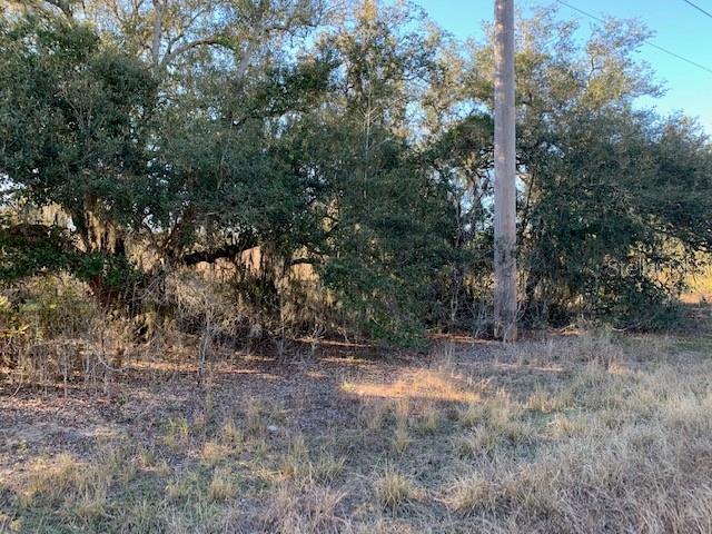 A utility pole stands in a wooded area with dry grass in the foreground — 3288 MASTERPIECE ROAD, LAKE WALES, FL