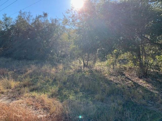 A sunlit, wooded lot features tall, dry grass and dense trees under a clear sky — 3288 MASTERPIECE ROAD, LAKE WALES, FL