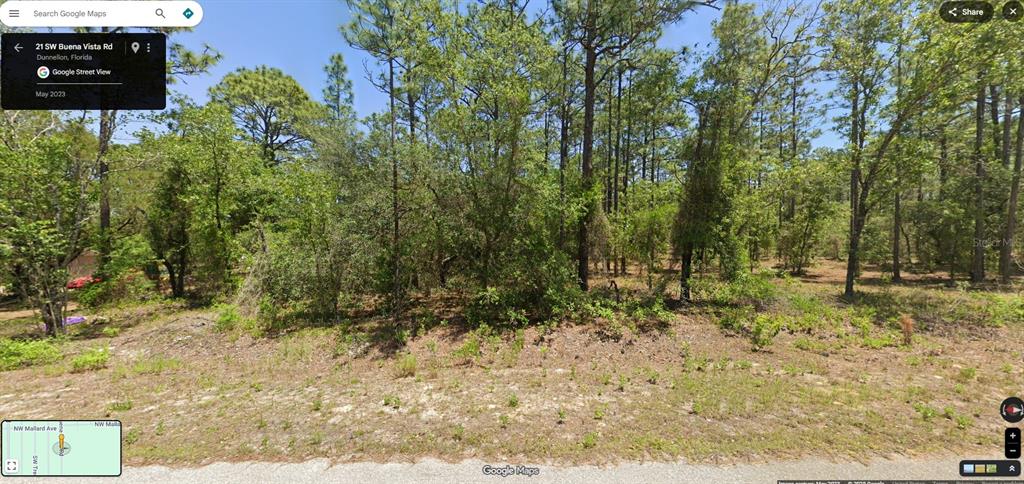 A wooded, undeveloped residential lot features sandy ground and various pine and oak trees — TBD SW BUENA VISTA ROAD, DUNNELLON, FL, FL