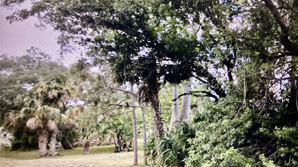 A grassy yard is surrounded by dense trees and various types of palm trees — 22552 MOROCCO AVENUE, PORT CHARLOTTE, FL