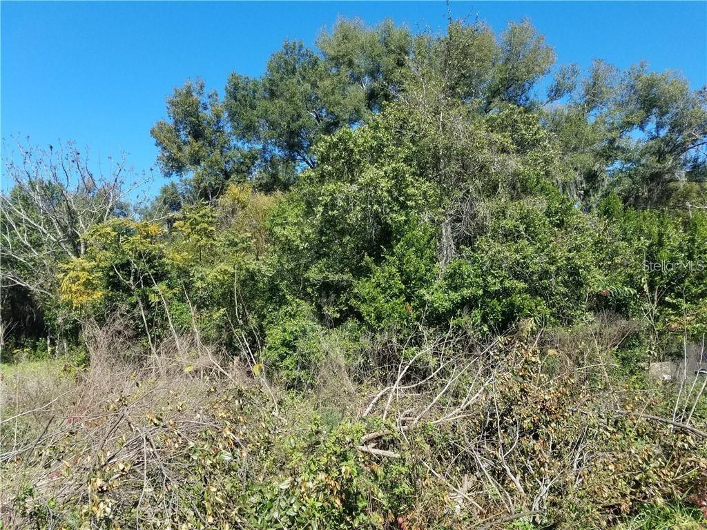 A dense, overgrown wooded lot with tall trees and thick brush under a clear sky — 5 LENOX COURT, DELAND, FL