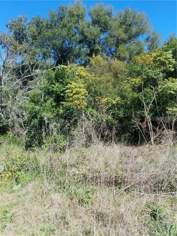 A view of a densely wooded, overgrown lot with tall trees and dry, grassy vegetation — 5 LENOX COURT, DELAND, FL