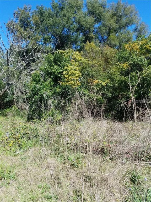 A view of a densely wooded lot with tall trees and overgrown grass — 5 LENOX COURT, DELAND, FL
