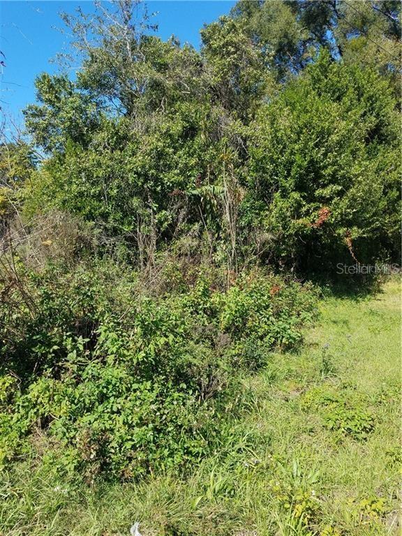 A dense thicket of trees and overgrown vegetation covers a grassy lot under a blue sky — 5 LENOX COURT, DELAND, FL