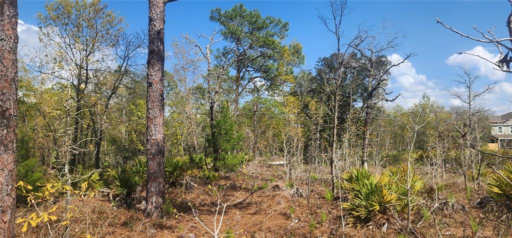 A wooded lot with pine trees and palmetto bushes under a clear blue sky — 18043 RAMSEY ROAD, WEEKI WACHEE, FL