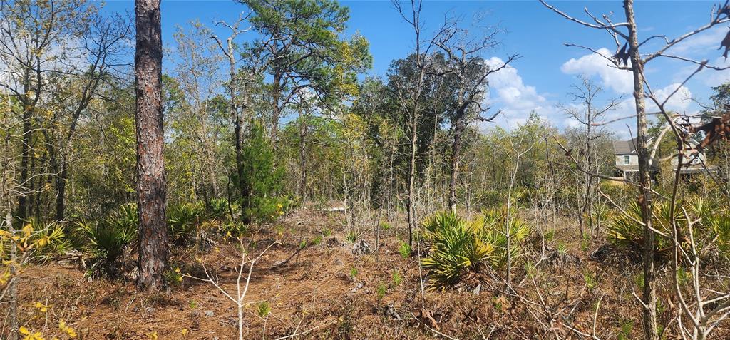 A wooded lot with pine trees, palmetto bushes, and a house visible in the distance — 18043 RAMSEY ROAD, WEEKI WACHEE, FL