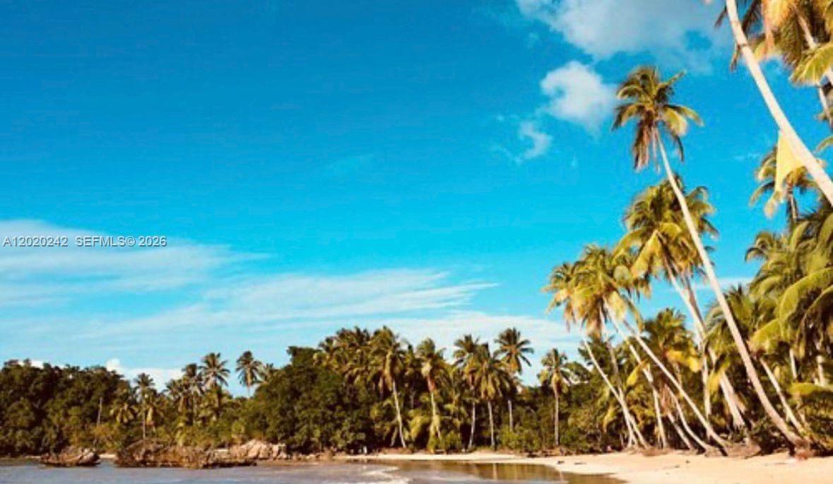 A sandy beach is lined with palm trees under a bright blue sky — SAMANA, SANCHEZ-LOS ROBALOS, FL, FL
