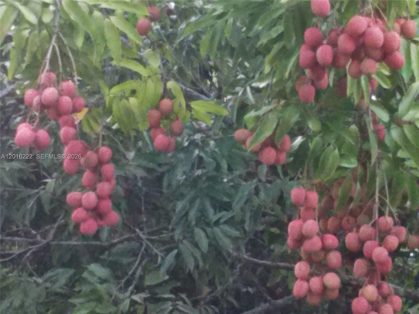 Clusters of ripe lychee fruit hang from the branches of a leafy tree — 19675 SW  165 Avenue, Miami FL 33187, MIAMI, FL
