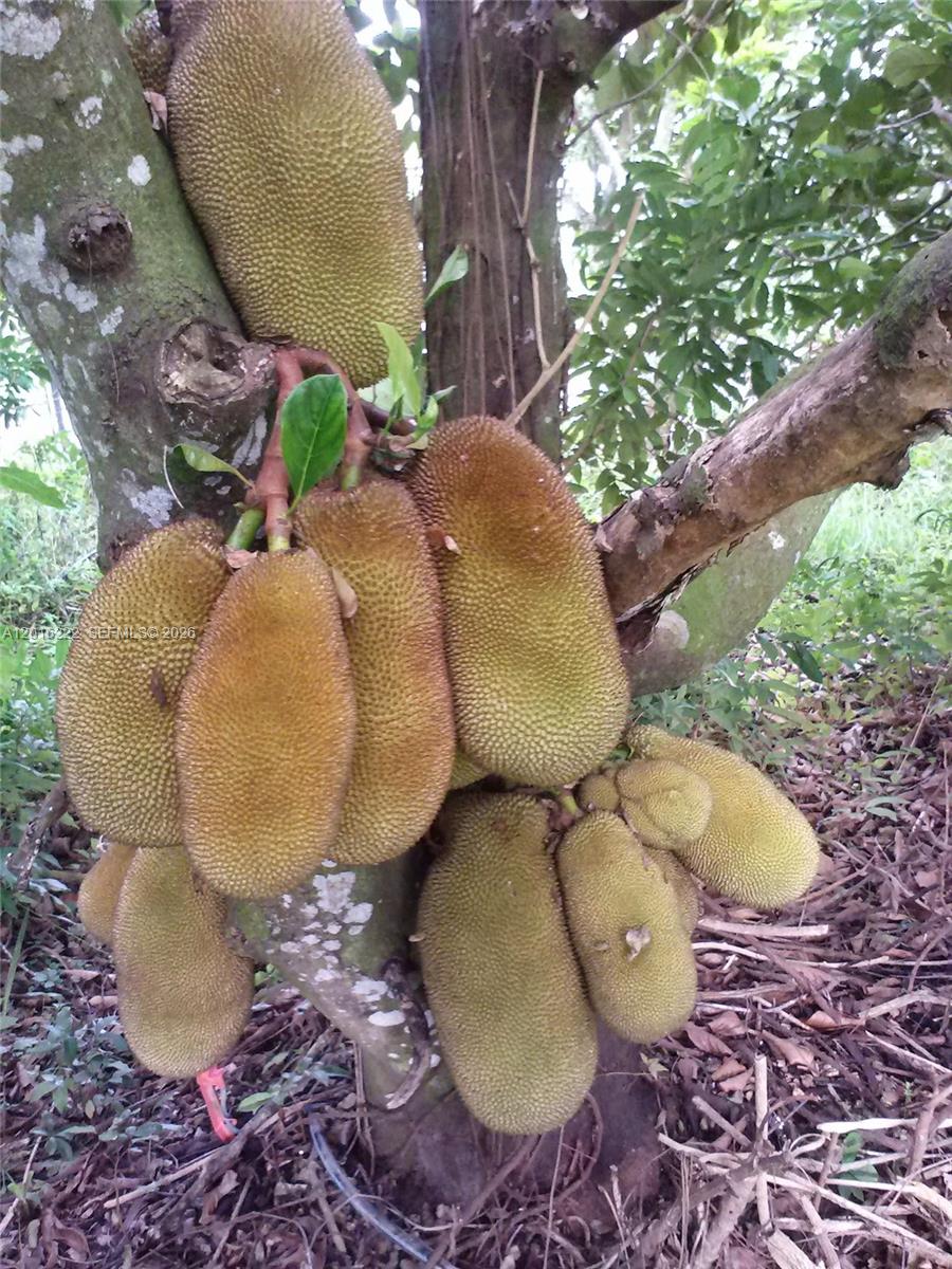 A cluster of jackfruit grows directly from the trunk of a tree — 19675 SW  165 Avenue, Miami FL 33187, MIAMI, FL
