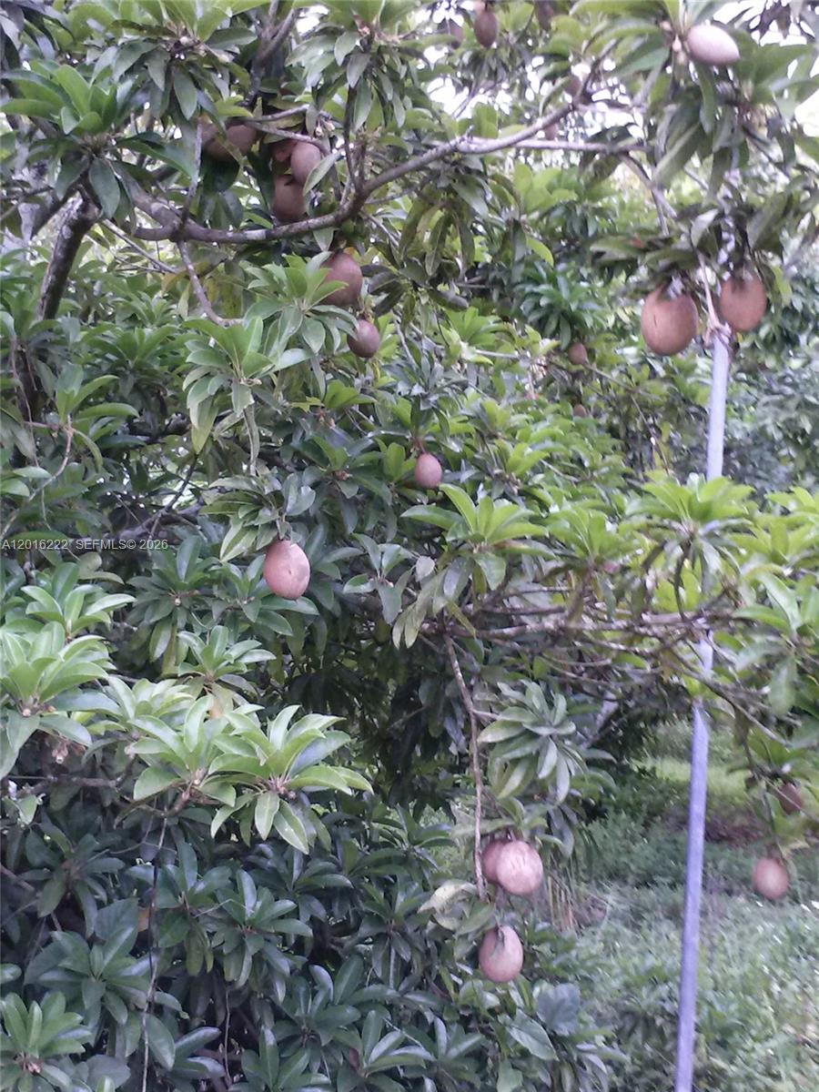 A sapodilla tree is laden with numerous round, brown fruits hanging from its leafy branches — 19675 SW  165 Avenue, Miami FL 33187, MIAMI, FL