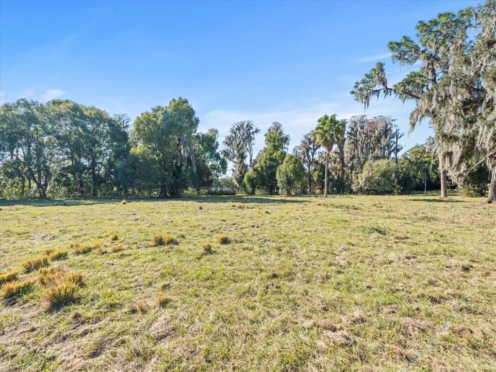 A wide, grassy field is bordered by a line of mature trees under a blue sky — BOY SCOUT ROAD, ODESSA, FL