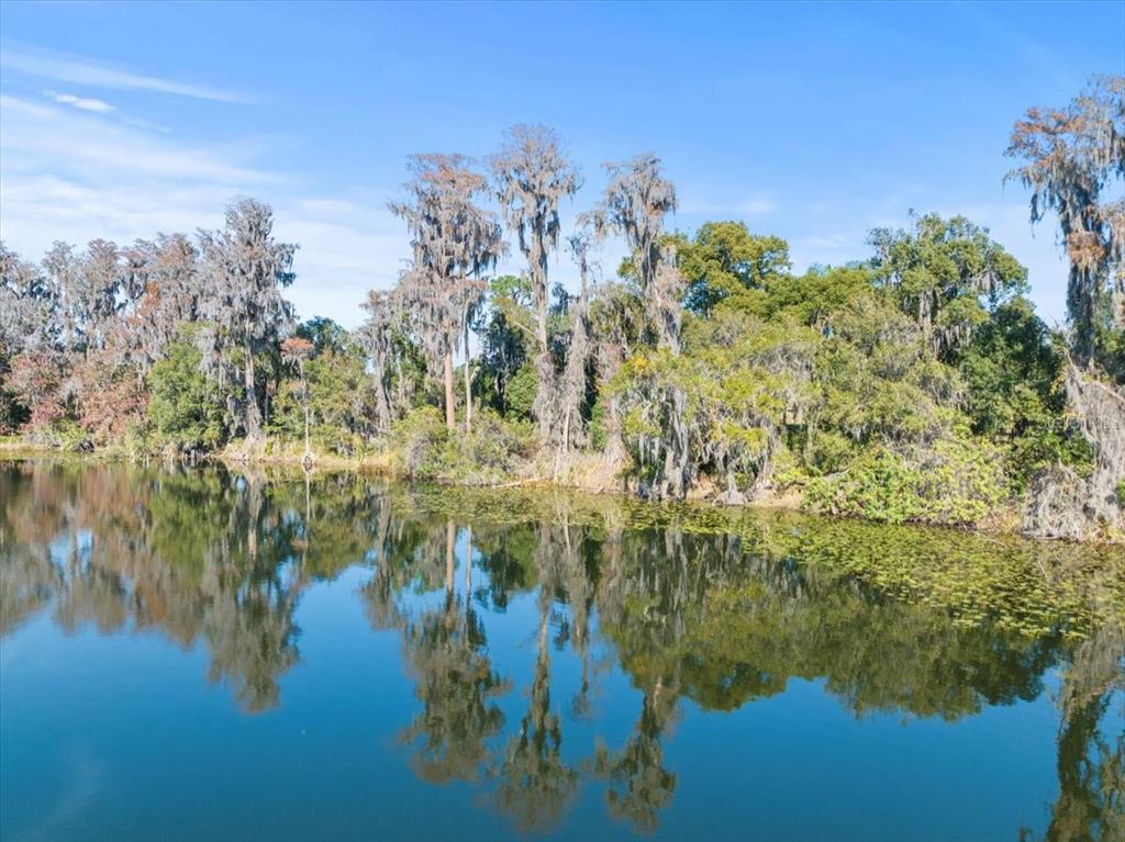 A calm lake reflects tall cypress trees draped in Spanish moss along the shoreline — BOY SCOUT ROAD, ODESSA, FL