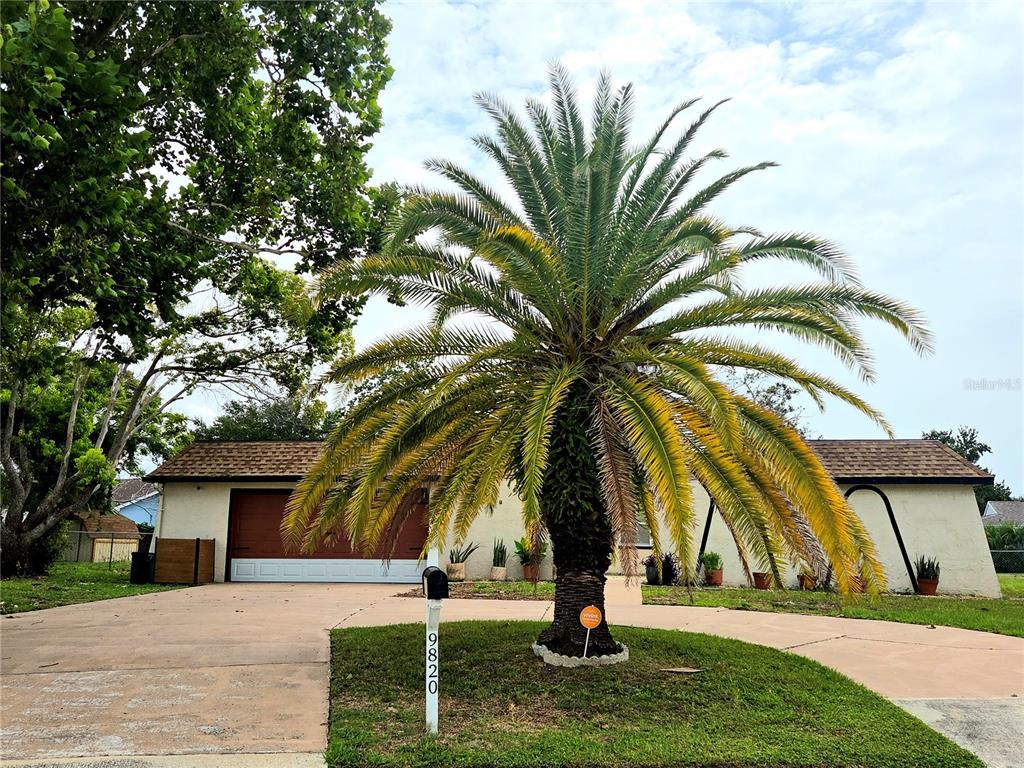 A single-story house with a large palm tree in the front yard and a driveway — 9820 POCONO STREET, PORT RICHEY, FL