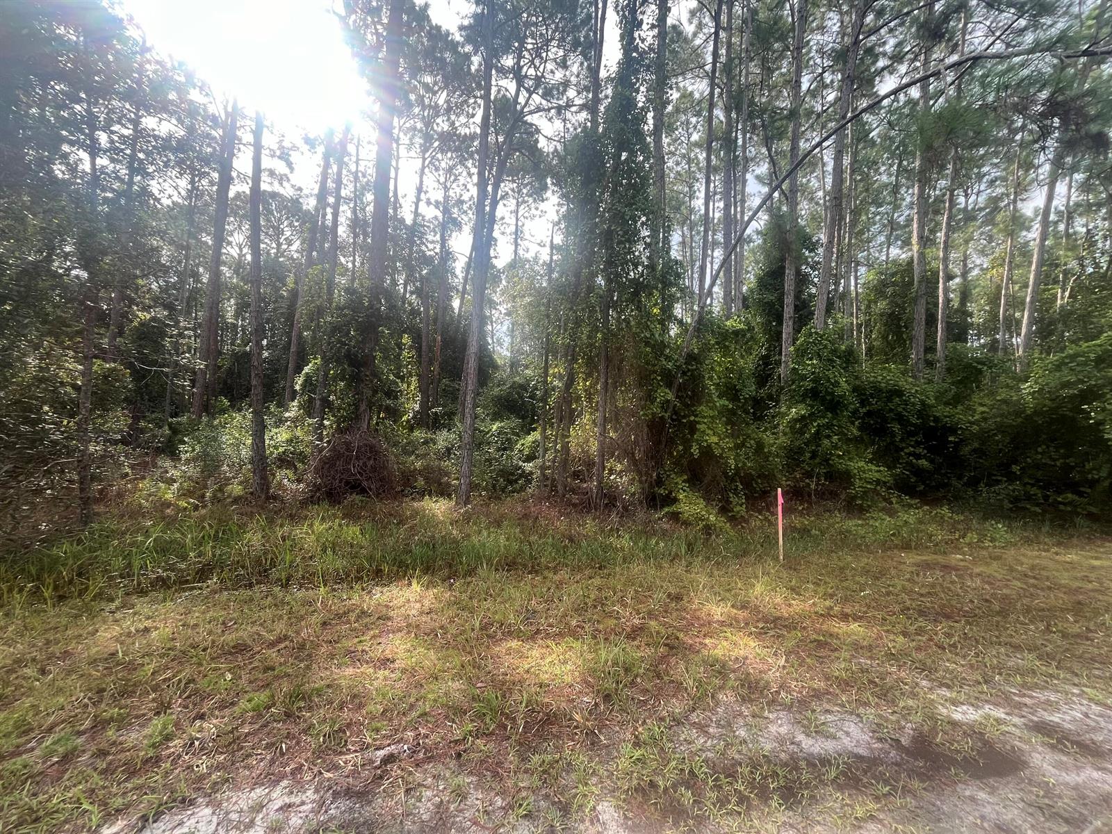 A wooded lot with tall pine trees and a pink survey marker in the foreground — 223 SE 2nd Street, FL 32139, FL