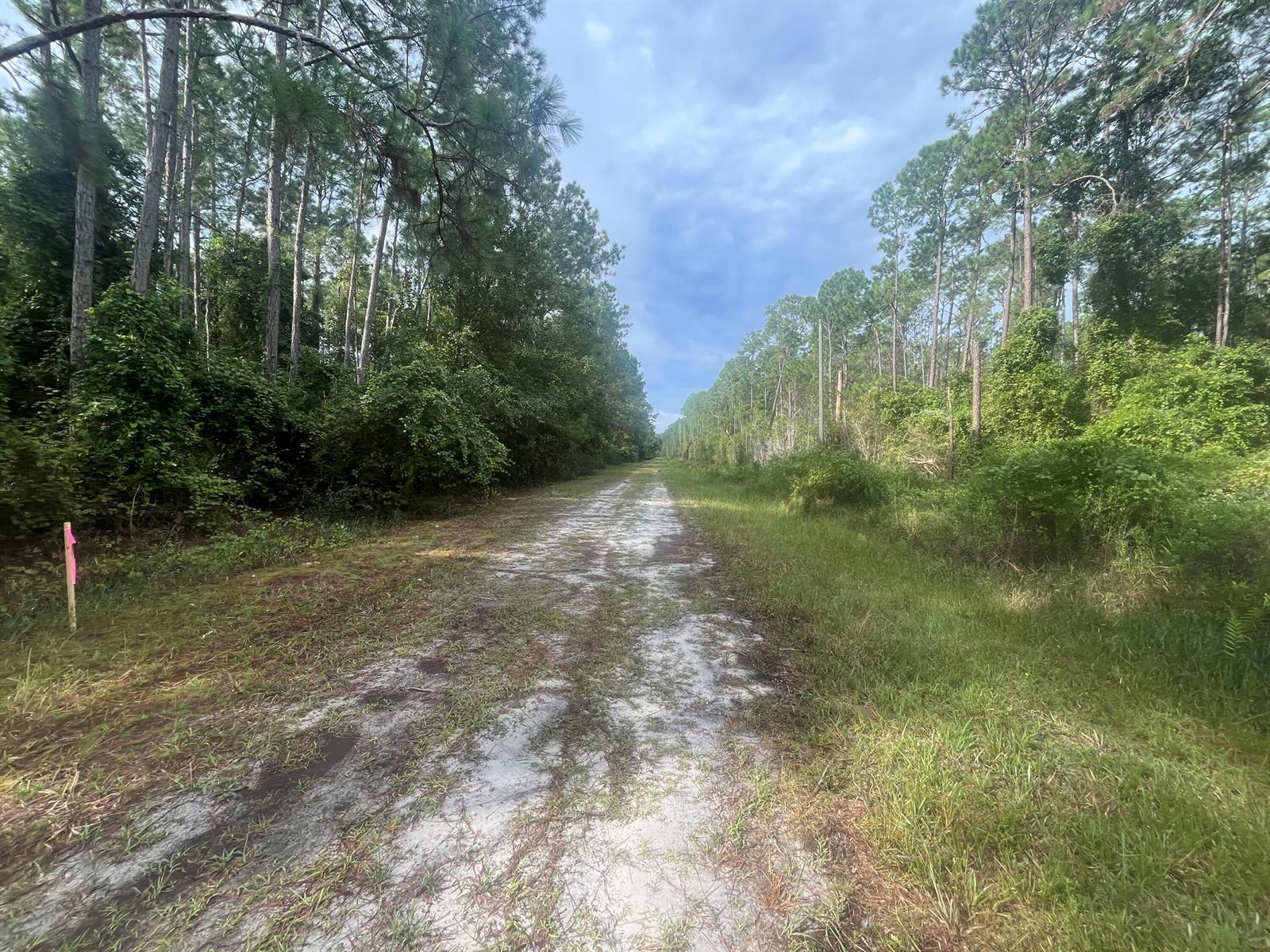 A dirt path stretches through a wooded area with a pink survey marker on the left — 223 SE 2nd Street, FL 32139, FL