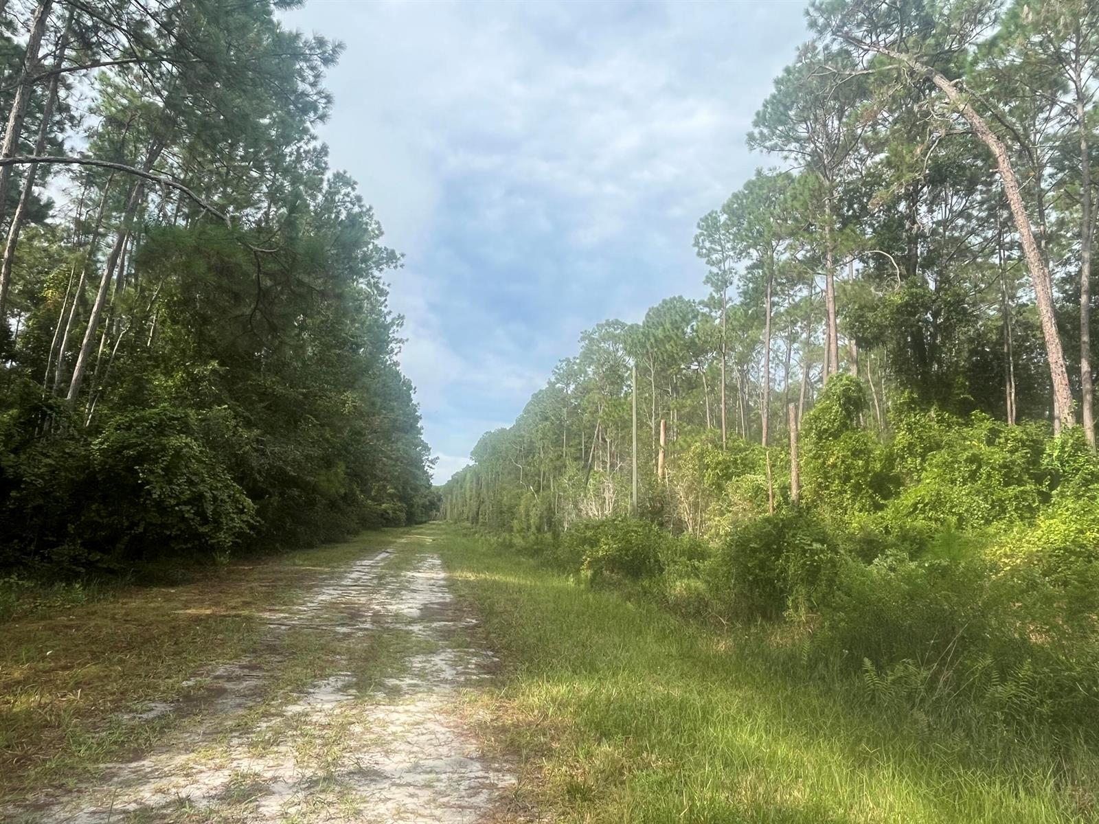 A dirt path stretches through a wooded area with tall pine trees on both sides — 223 SE 2nd Street, FL 32139, FL