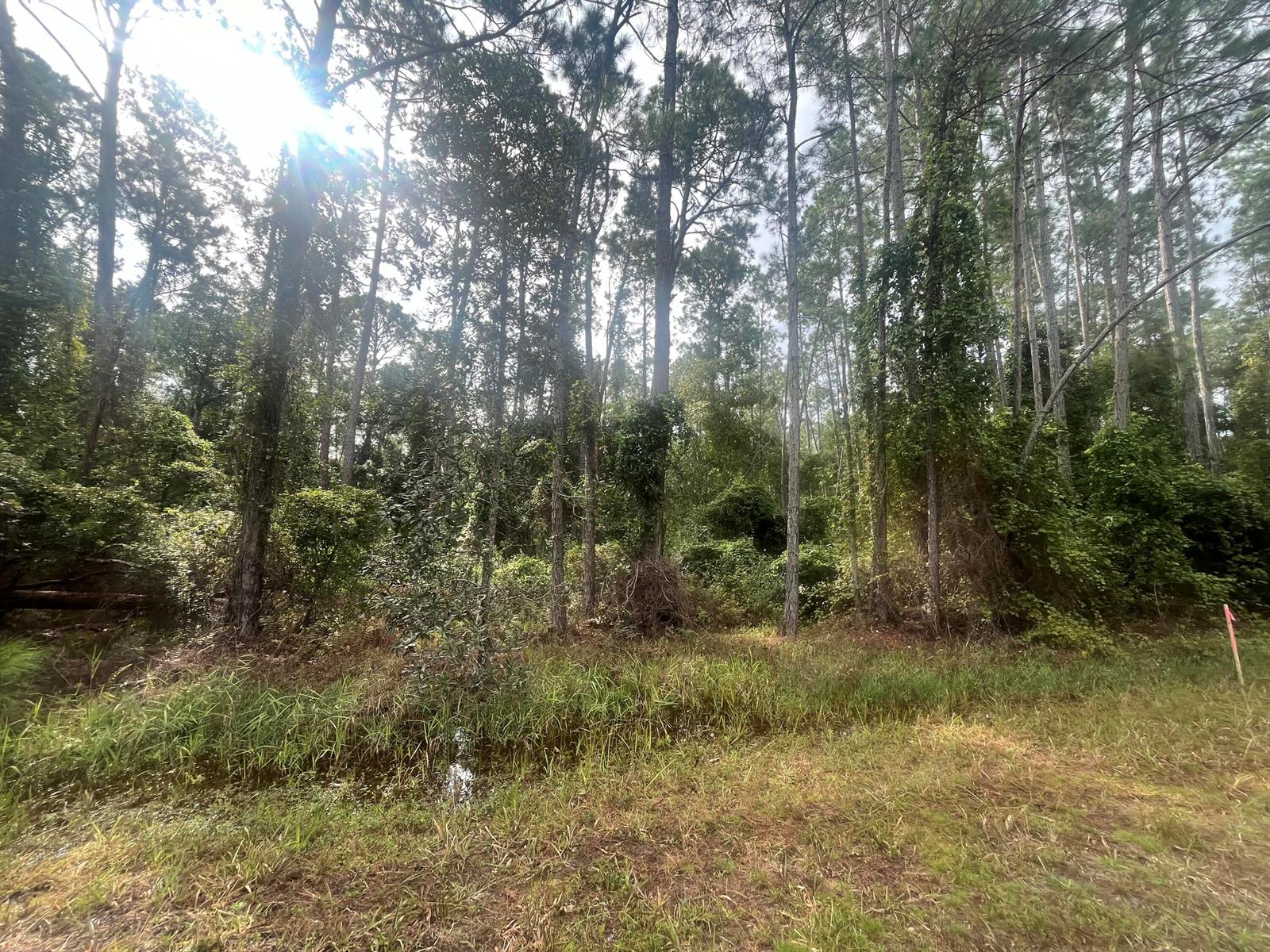 A wooded lot features tall pine trees, dense undergrowth, and a small patch of standing water — 223 SE 2nd Street, FL 32139, FL