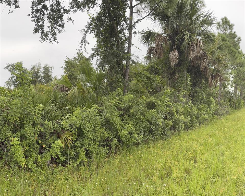 A dense thicket of trees, palm trees, and shrubs borders a grassy field — 14211 WHITESIDES AVENUE, PORT CHARLOTTE, FL