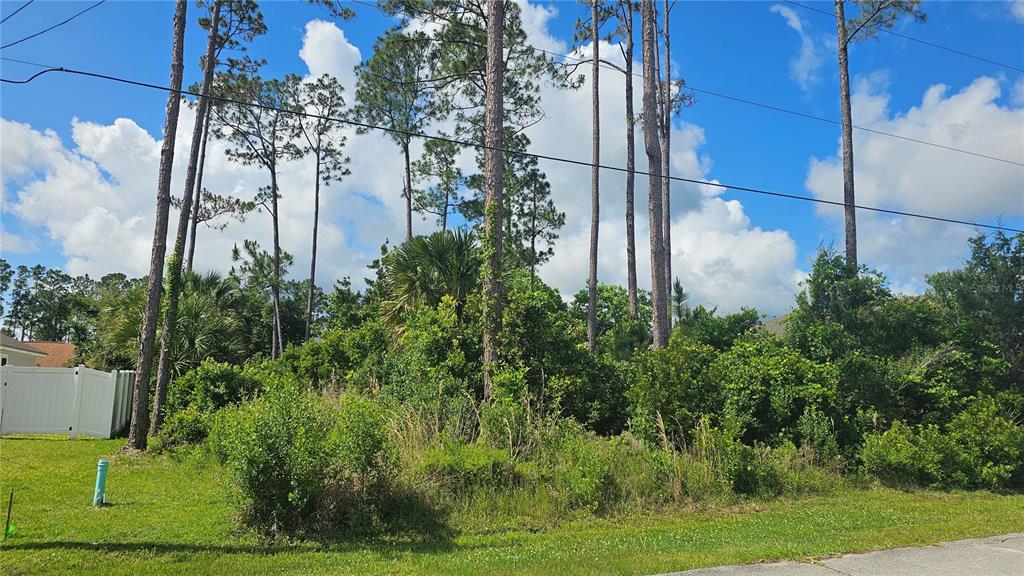 A vacant, wooded residential lot features tall pine trees and dense undergrowth under a blue sky — 13 ROBIN HOOD LANE, PALM COAST, FL