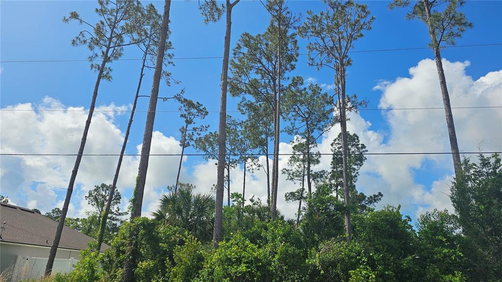 Tall pine trees rise above dense green foliage against a bright blue sky — 13 ROBIN HOOD LANE, PALM COAST, FL