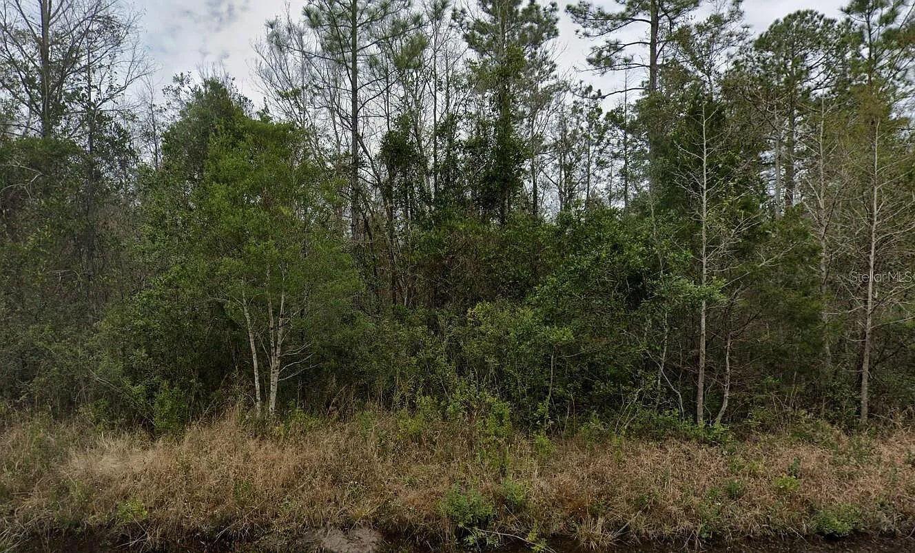 A dense wooded area with tall trees and thick underbrush under an overcast sky — 4220 Isaac Street, FL 32145, FL
