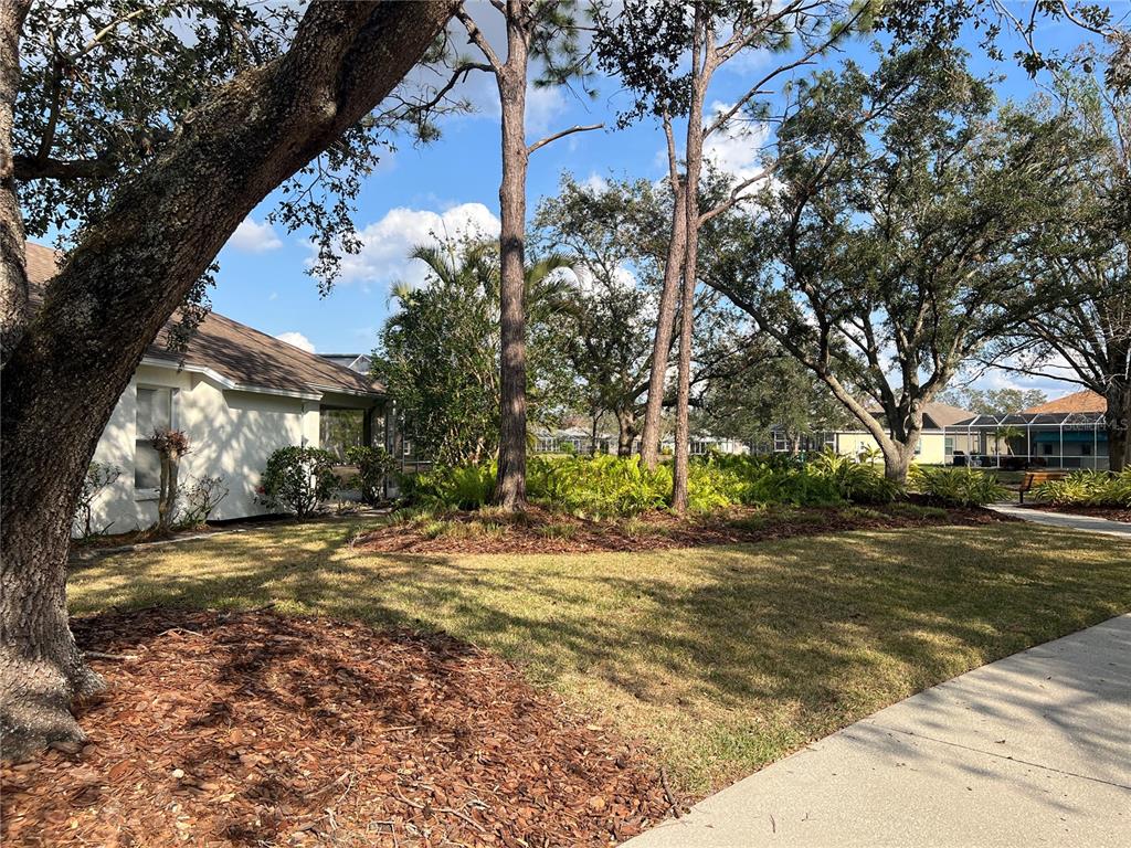 A grassy lawn with trees and mulch beds sits beside a house with a sidewalk — 6227 YELLOWTOP DRIVE, LAKEWOOD RANCH, FL