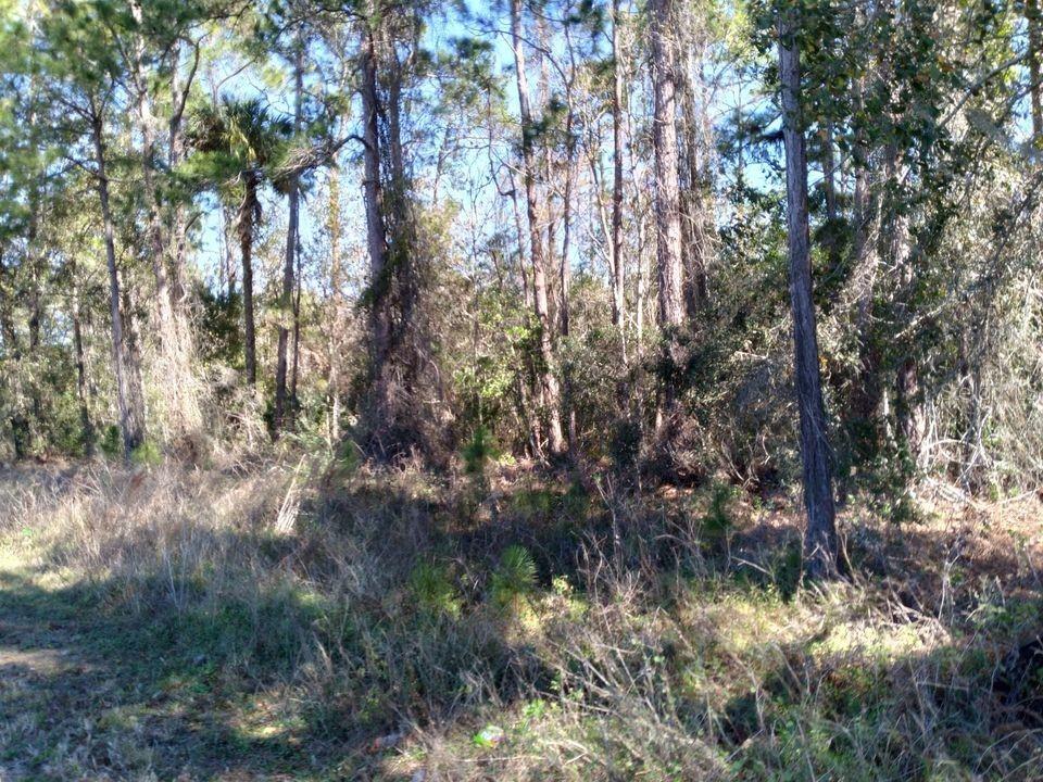 A wooded lot with tall pine trees and dense undergrowth under a clear blue sky — EVANS RD, POLK CITY, FL