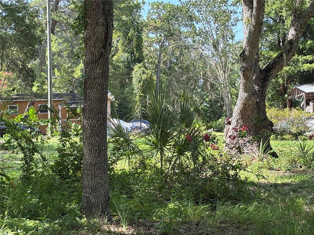 A view of a wooded yard with mature trees, a palm plant, and a small house — 10416 HUDSON AVENUE, HUDSON, FL