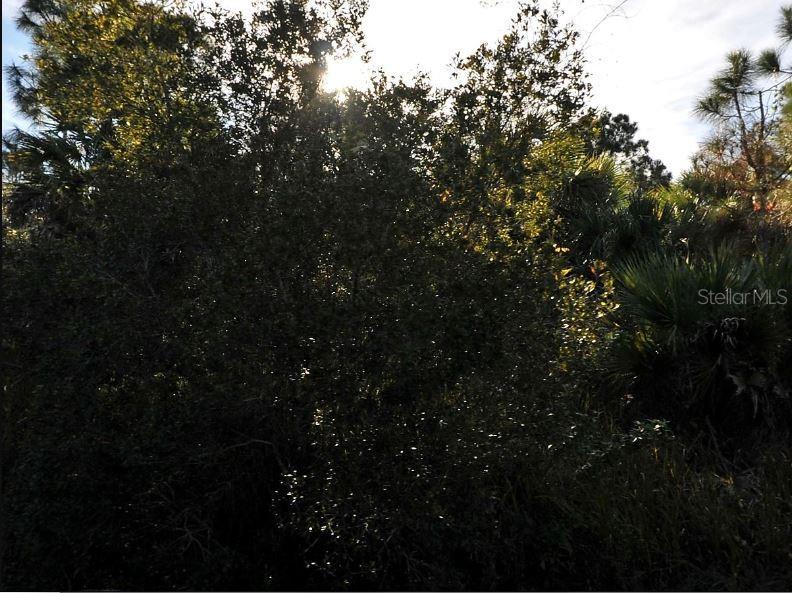 A dense thicket of trees and palm plants is illuminated by sunlight from above — CHINABOX STREET, NORTH PORT, FL