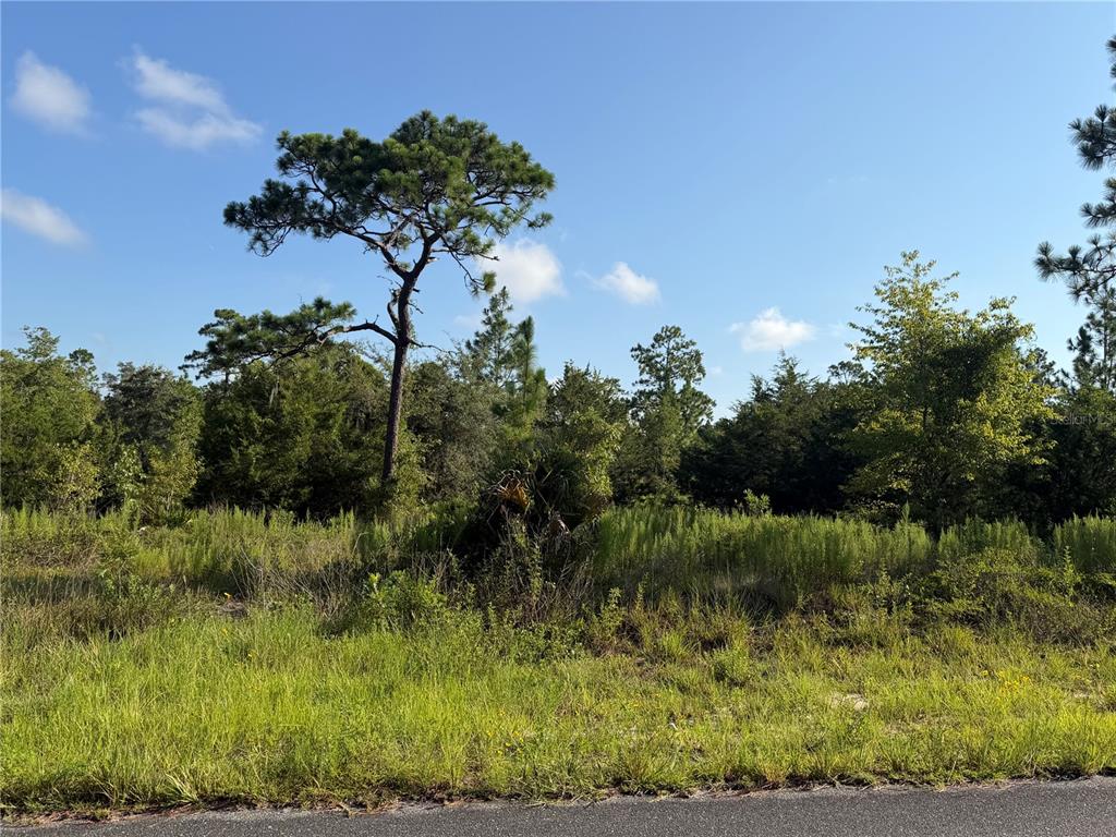 A grassy, undeveloped lot features a prominent pine tree against a clear blue sky — 35TH STREET, MORRISTON, FL