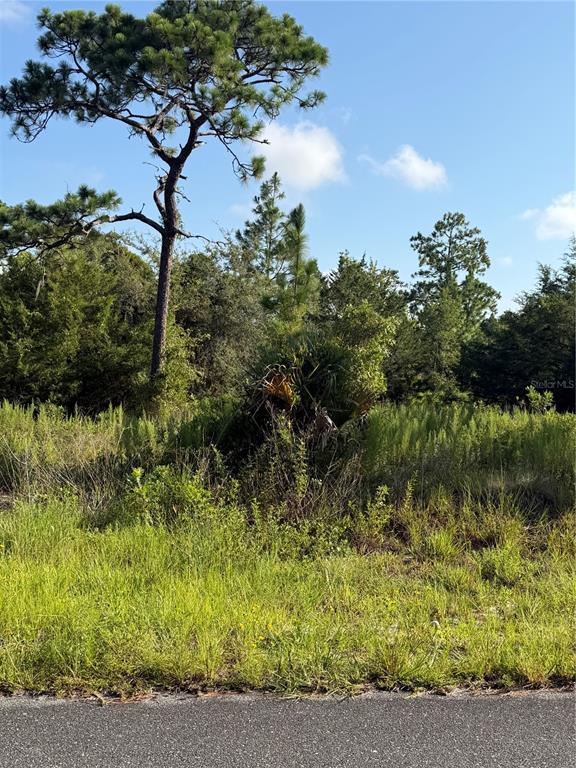 A view of a grassy, wooded lot from an adjacent paved road — 35TH STREET, MORRISTON, FL