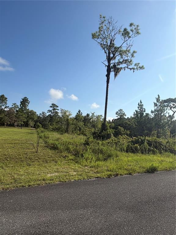 A tall pine tree stands on a grassy lot next to an asphalt road — 35TH STREET, MORRISTON, FL