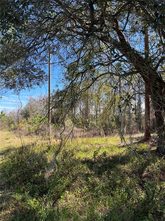 A view of a grassy, wooded lot with a utility pole under a large tree — MOUNT PLEASANT ROAD, GROVELAND, FL