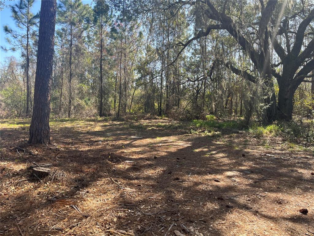 A wooded lot with pine trees and a large oak tree covered in Spanish moss — MOUNT PLEASANT ROAD, GROVELAND, FL