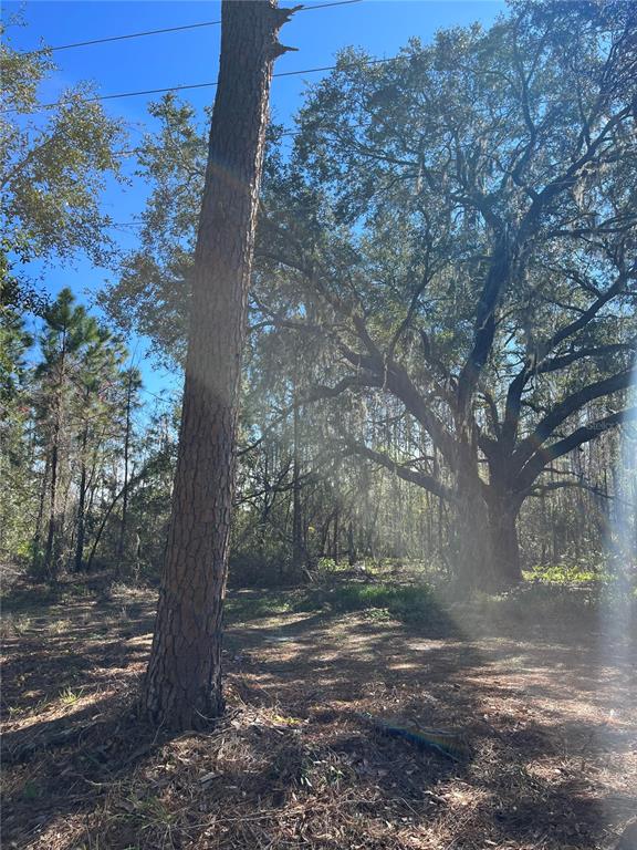 A large pine tree stands in the foreground of a wooded lot with mature oak trees — MOUNT PLEASANT ROAD, GROVELAND, FL