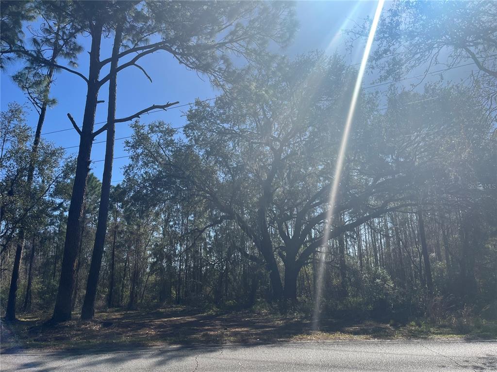 A large oak tree stands in a wooded lot beside a paved road — MOUNT PLEASANT ROAD, GROVELAND, FL