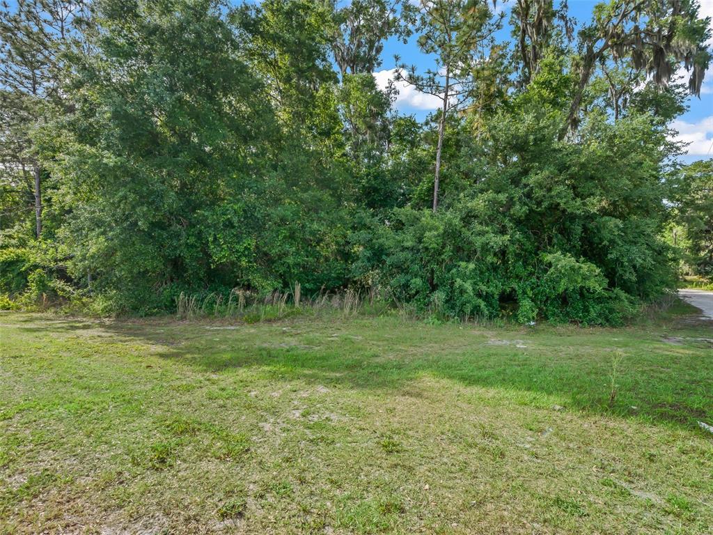 A grassy lot features a dense line of trees and foliage under a blue sky — 2823 W C 48, BUSHNELL, FL