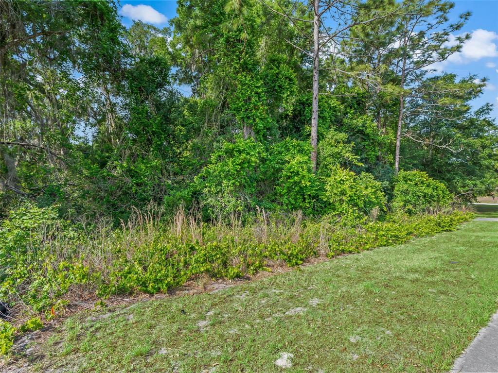 A grassy area borders a dense thicket of trees and overgrown vegetation — 2823 W C 48, BUSHNELL, FL