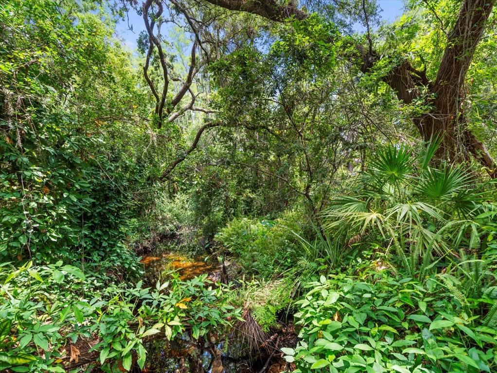 A small, dark stream flows through a dense, wooded area with lush green vegetation — 16035 CHASTAIN ROAD, ODESSA, FL