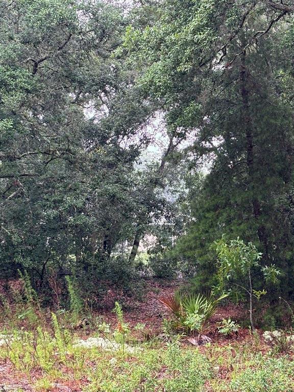 A view of a wooded lot with dense trees and low-lying vegetation — 7 FISHER WAY DRIVE, OCKLAWAHA, FL