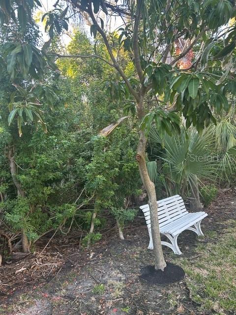 A white bench sits on the ground near a tree in a wooded outdoor area — 13311 72ND TERRACE N, SEMINOLE, FL