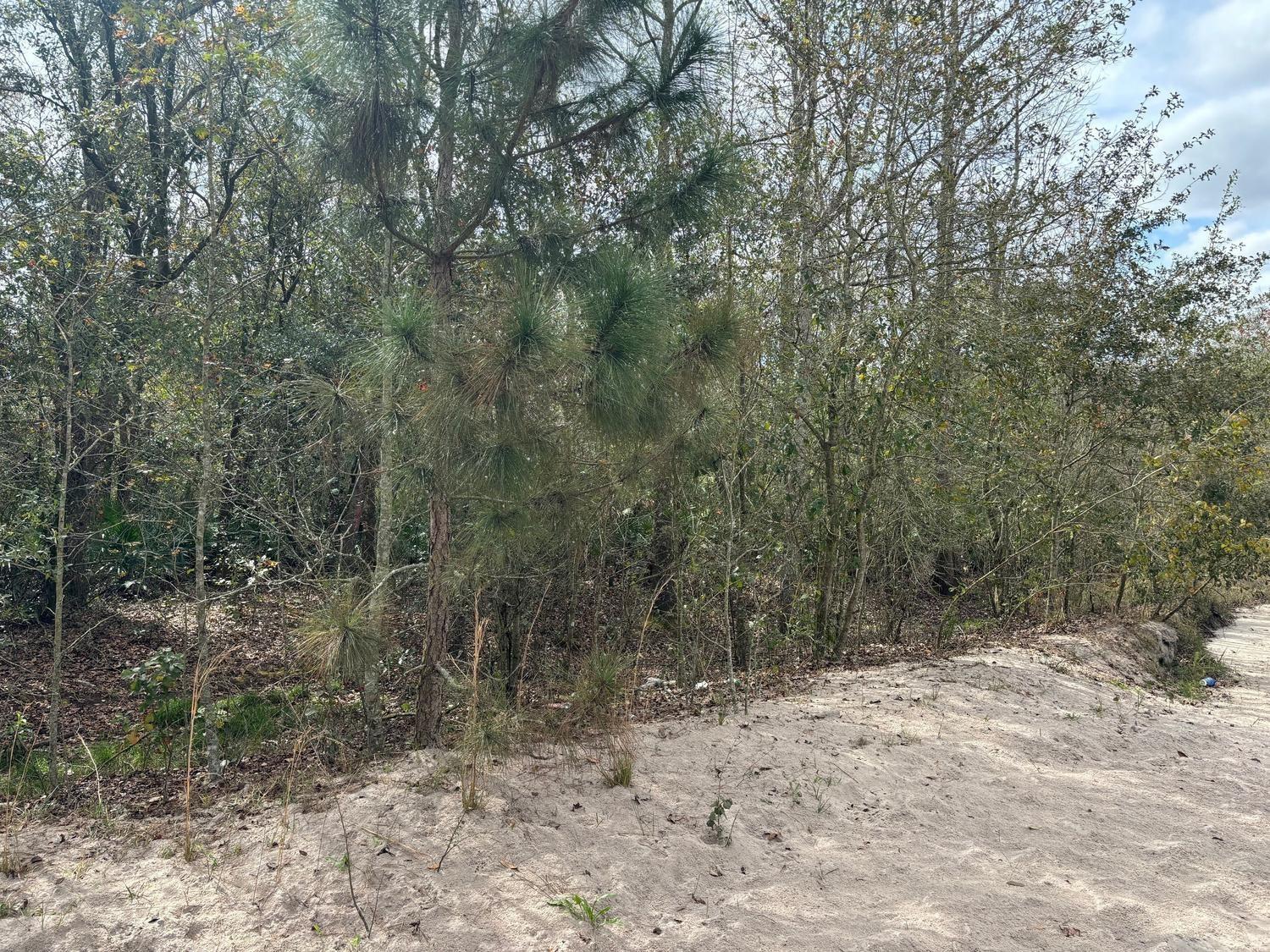A sandy path runs alongside a wooded area featuring pine trees and dense brush — 0 County Rd 54, FL 33849, FL