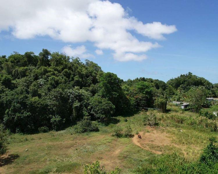 A grassy field with a horse sits in front of a dense, forested hillside — BO. DOMINGUITO, SECTOR LOS COLONOS,, ARECIBO, PR